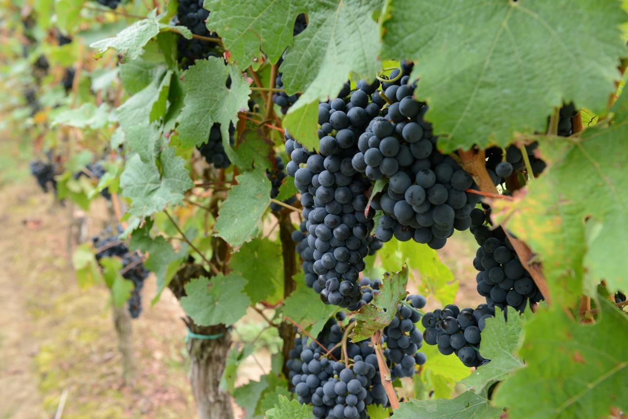 Weingut Erich Serwazi Mesenich Zewnętrze zdjęcie